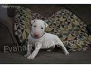 Bull Terrier Puppy for sale in Bella Vista, CA, USA