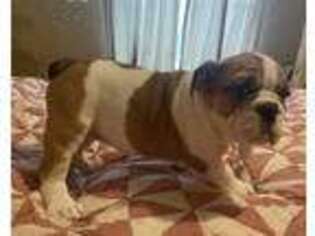 Bulldog Puppy for sale in Knoxville, TN, USA