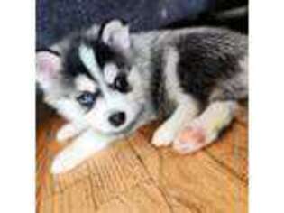 Siberian Husky Puppy for sale in Kennewick, WA, USA