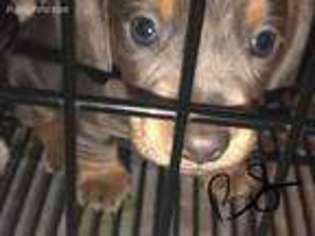 Dachshund Puppy for sale in Odell, NE, USA
