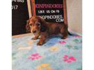 Dachshund Puppy for sale in Dade City, FL, USA