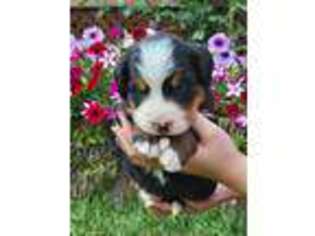 Bernese Mountain Dog Puppy for sale in Burlington, MI, USA