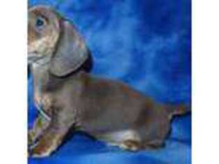 Dachshund Puppy for sale in Johnstown, CO, USA