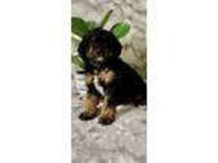 Yorkshire Terrier Puppy for sale in Prospect, VA, USA