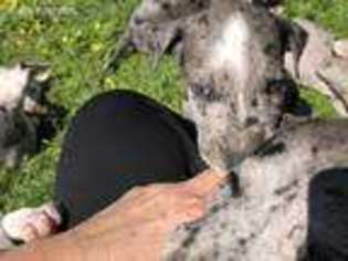 Great Dane Puppy for sale in Gonzales, LA, USA