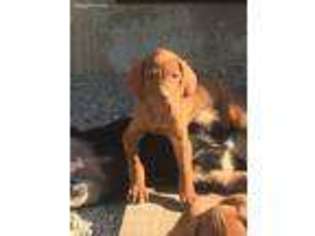Vizsla Puppy for sale in Greenville, OH, USA