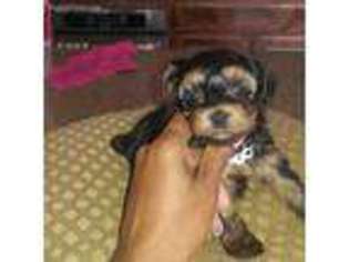 Yorkshire Terrier Puppy for sale in Grand Prairie, TX, USA