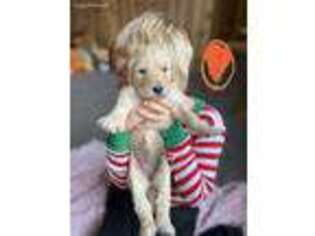 Goldendoodle Puppy for sale in Sitka, AK, USA