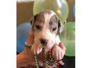 Great Dane Puppy for sale in Rogersville, MO, USA