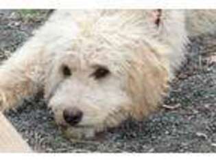 Goldendoodle Puppy for sale in Louisa, VA, USA