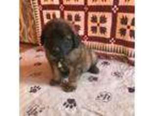Leonberger Puppy for sale in Rexford, MT, USA