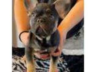 French Bulldog Puppy for sale in Foley, MO, USA