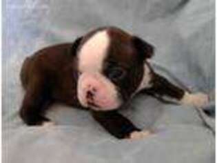 Boston Terrier Puppy for sale in Florence, KY, USA