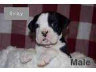 Boxer Puppy for sale in Port Crane, NY, USA