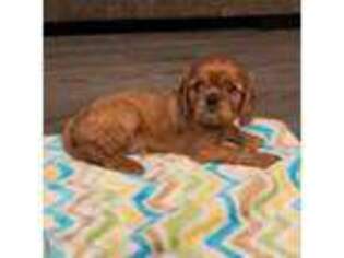 Cavalier King Charles Spaniel Puppy for sale in Elk Grove, CA, USA