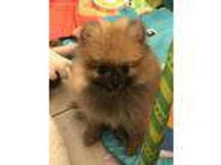 Pomeranian Puppy for sale in Conesus, NY, USA