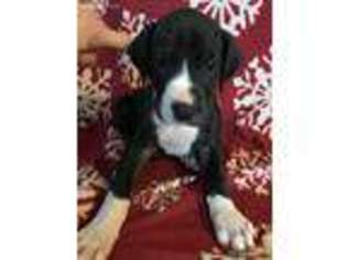 Great Dane Puppy for sale in Painesville, OH, USA