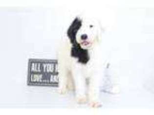 Shetland Sheepdog Puppy for sale in Naples, FL, USA