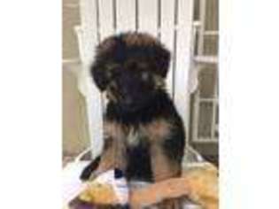 German Shepherd Dog Puppy for sale in Mobile, AL, USA