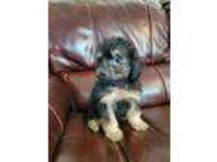 Mutt Puppy for sale in Hagerstown, MD, USA