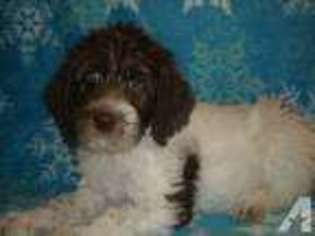 Labradoodle Puppy for sale in RUSHVILLE, IN, USA