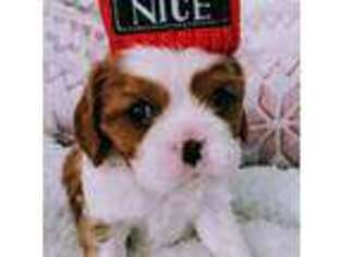 Cavalier King Charles Spaniel Puppy for sale in Stevenson Ranch, CA, USA
