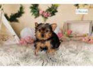 Yorkshire Terrier Puppy for sale in Fort Wayne, IN, USA