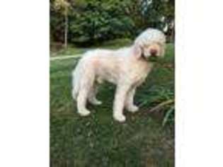 Goldendoodle Puppy for sale in Zumbro Falls, MN, USA