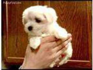 Maltese Puppy for sale in Frederick, MD, USA