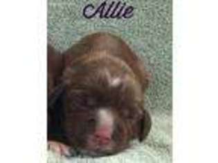 English Cocker Spaniel Puppy for sale in Poplarville, MS, USA