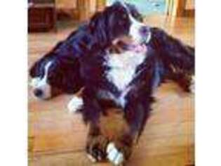 Bernese Mountain Dog Puppy for sale in Conifer, CO, USA