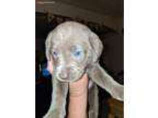 Labrador Retriever Puppy for sale in Elmira, NY, USA