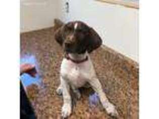 German Shorthaired Pointer Puppy for sale in Santa Clarita, CA, USA