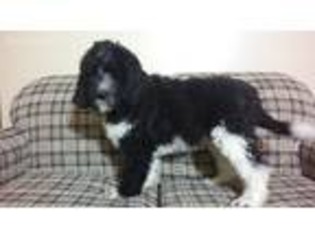 Newfoundland Puppy for sale in Baltic, OH, USA