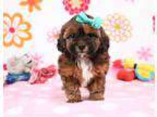 Shih-Poo Puppy for sale in Fresno, OH, USA