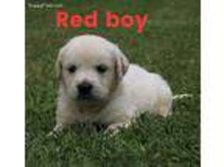 Golden Retriever Puppy for sale in Youngstown, OH, USA