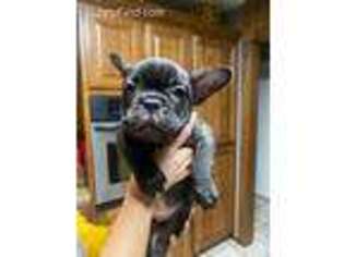 French Bulldog Puppy for sale in Dardanelle, AR, USA