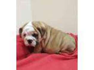 Bulldog Puppy for sale in Stratford, WI, USA