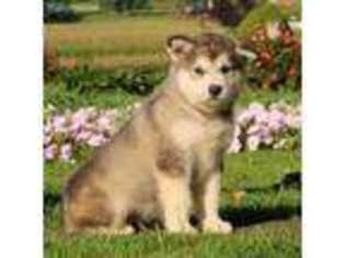 Alaskan Malamute Puppy for sale in Morgantown, PA, USA