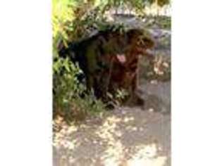 Labrador Retriever Puppy for sale in Palm Springs, CA, USA