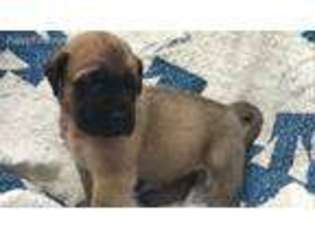 Mastiff Puppy for sale in Winchester, OH, USA