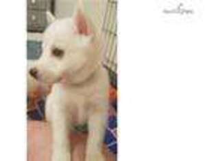 American Eskimo Dog Puppy for sale in Jacksonville, FL, USA