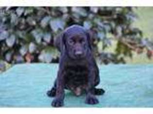 Labrador Retriever Puppy for sale in Fork, SC, USA