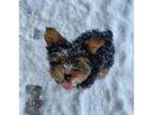 Yorkshire Terrier Puppy for sale in Wells, MN, USA