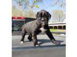 Boxer Puppy for sale in Goodman, MO, USA