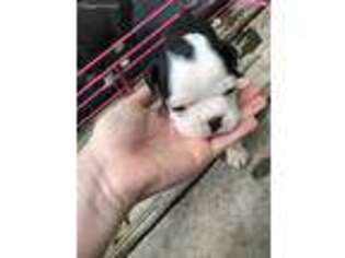 Boston Terrier Puppy for sale in Liberty, SC, USA