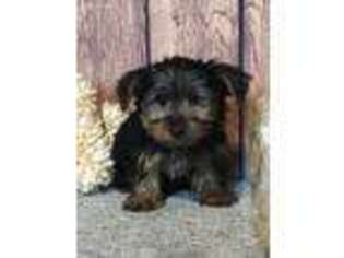 Yorkshire Terrier Puppy for sale in Seneca Falls, NY, USA