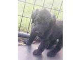Labradoodle Puppy for sale in Bellville, TX, USA