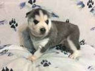 Siberian Husky Puppy for sale in Clarklake, MI, USA