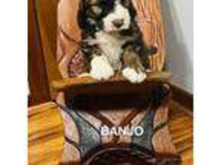 Mutt Puppy for sale in Kokomo, IN, USA